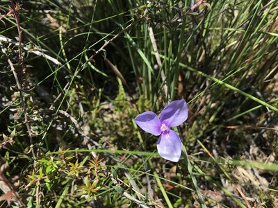 Patersonia fragilis, photographed by Miguel de Salas