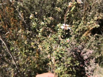 Leptospermum lanigerum, photographed by Miguel de Salas