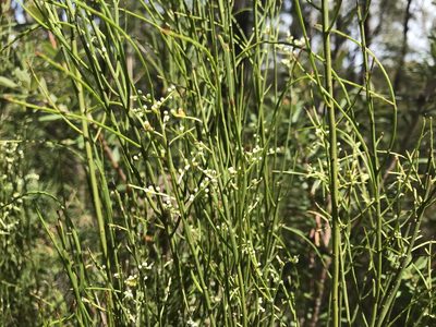 Leptomeria drupacea, photographed by Miguel de Salas