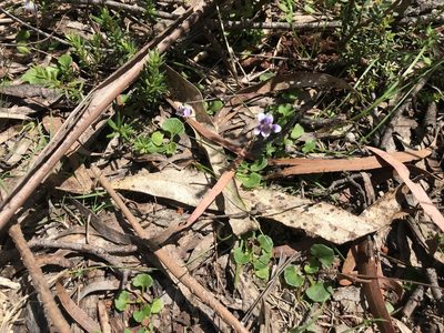 Viola hederacea, photographed by Miguel de Salas