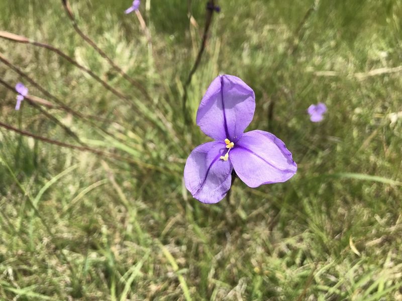 Patersonia occidentalis, photographed by Miguel de Salas