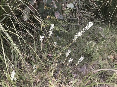 Stackhousia monogyna, photographed by Miguel de Salas