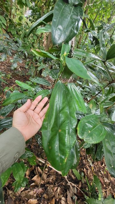 Cinnamomum iners, photographed by Cheongweei Gan