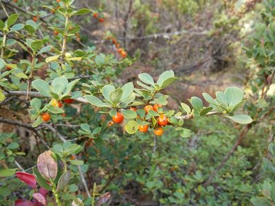 Coprosma montana