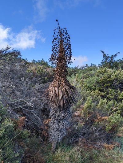 Argyroxiphium grayanum, photographed by Ken-ichi Ueda