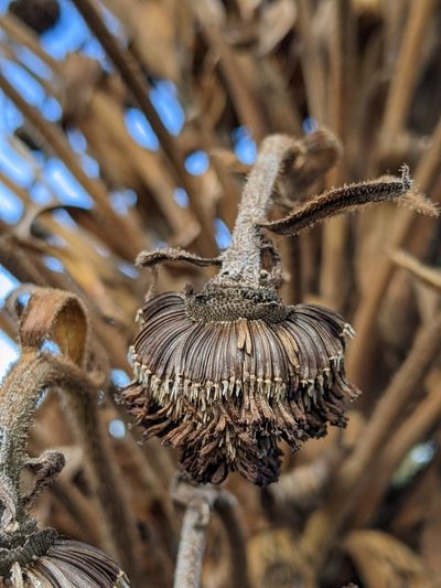 Argyroxiphium grayanum, photographed by Ken-ichi Ueda