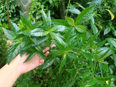 Strobilanthes crispa, photographed by Franz Anthony