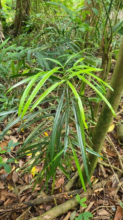 Podocarpus rumphii, photographed by Cheongweei Gan
