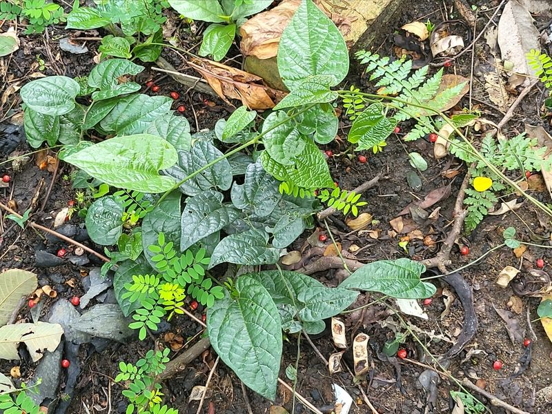 Aristolochia acuminata, photographed by Cheongweei Gan