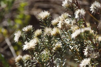 Phylica pubescens, photographed by Tony Rebelo