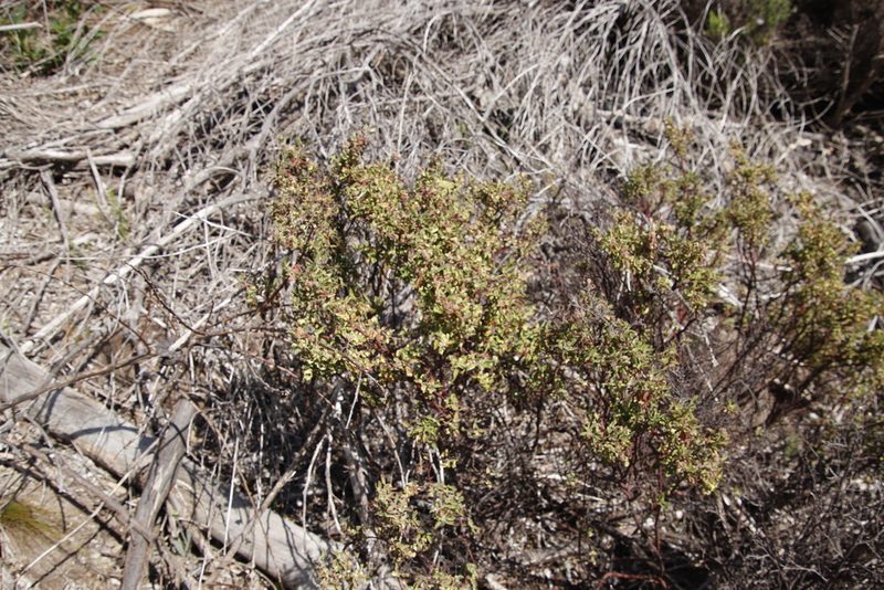 Hermannia hyssopifolia, photographed by Tony Rebelo
