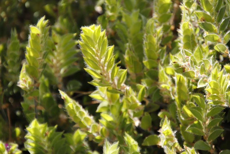 Psoralea imbricata, photographed by Tony Rebelo