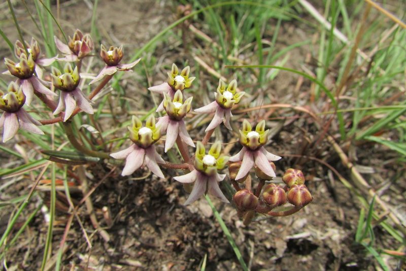 Asclepias depressa, photographed by James Deacon
