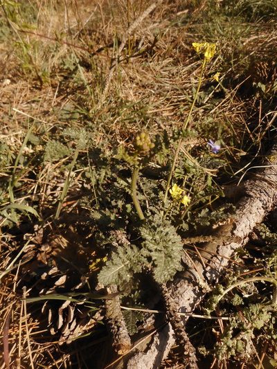 Erucastrum nasturtiifolium, photographed by Michael Andresek