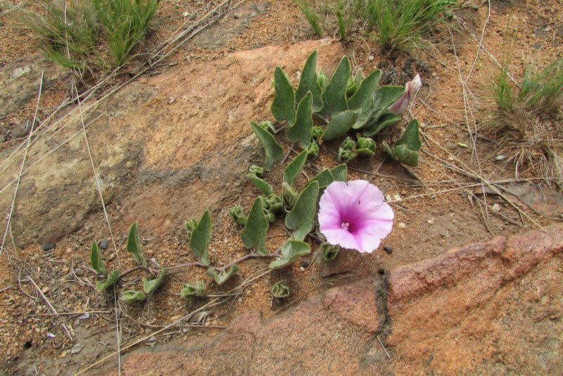 Ipomoea oblongata, photographed by James Deacon