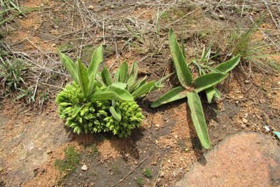 Bridsonia chamaedendrum, photographed by James Deacon