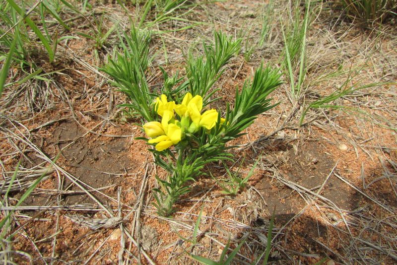 Pearsonia sessilifolia, photographed by James Deacon