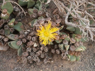 Pleiospilos compactus, photographed by James Deacon