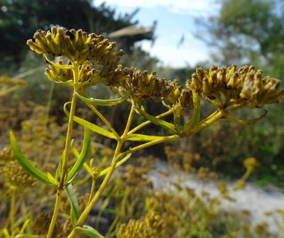 Flaveria linearis, photographed by Stan Shebs