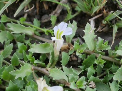 Lobelia thermalis, photographed by James Deacon