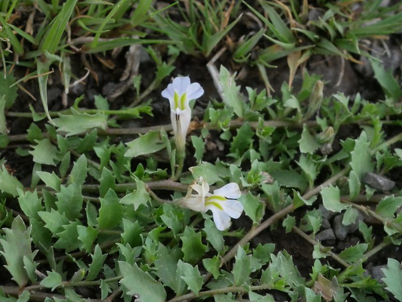 Lobelia thermalis, photographed by James Deacon