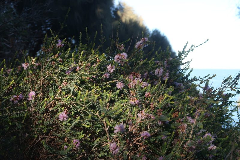 Melaleuca gibbosa, photographed by Cowirrie