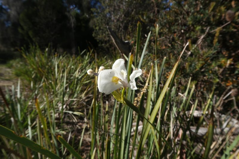 Diplarrena moraea, photographed by Cowirrie