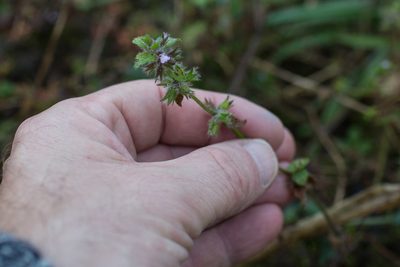 Stachys arvensis, photographed by Tim Johnson