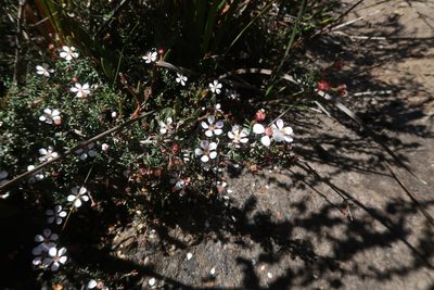 Euryomyrtus ramosissima, photographed by Cowirrie