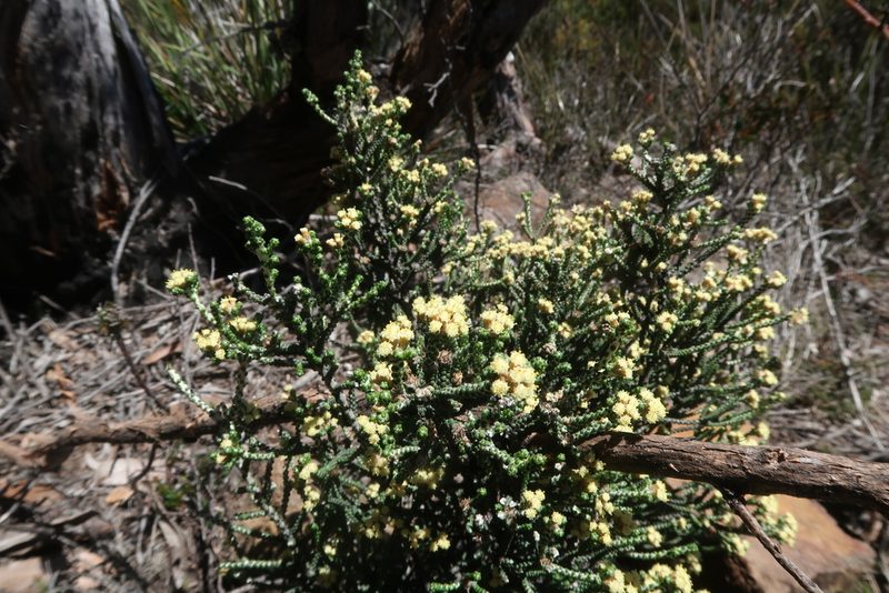 Ozothamnus scutellifolius, photographed by Cowirrie