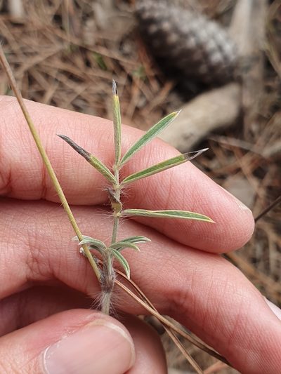 Ebenus pinnata, photographed by Mehdi Chetibi