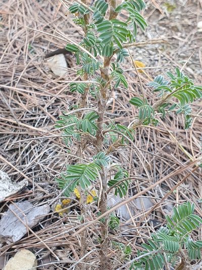 Astragalus armatus, photographed by Mehdi Chetibi
