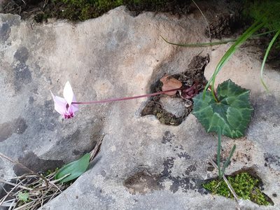 Cyclamen africanum, photographed by Mehdi Chetibi