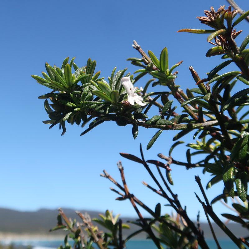 Westringia brevifolia, photographed by Cowirrie