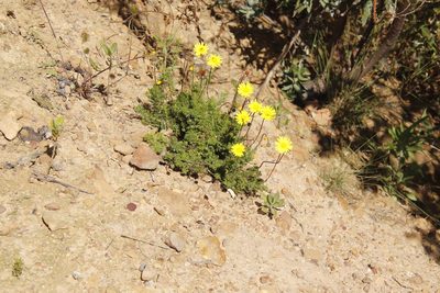 Ursinia paleacea, photographed by Tony Rebelo