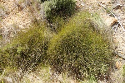 Restio capensis, photographed by Tony Rebelo