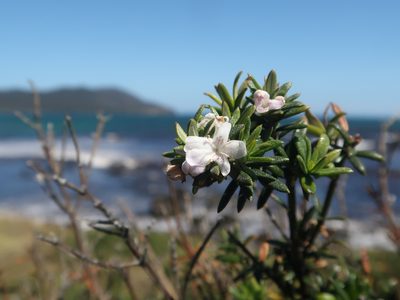 Westringia brevifolia, photographed by Cowirrie