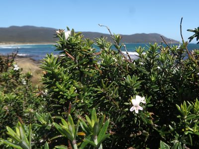 Westringia brevifolia, photographed by Cowirrie