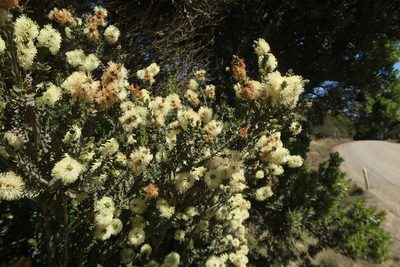 Melaleuca squarrosa, photographed by Cowirrie