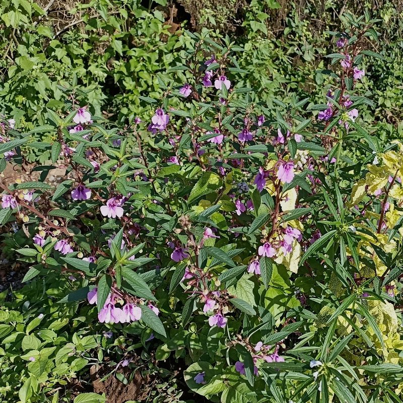 Impatiens balsamina, photographed by Paulmathi Vinod