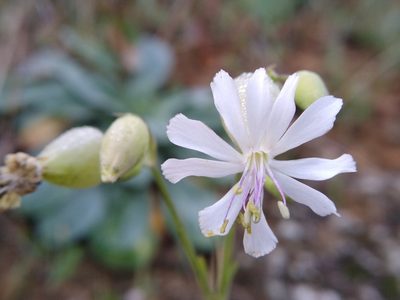 Silene csereii, photographed by Anna Petrosyan