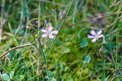 Petrorhagia saxifraga, photographed by WATANABE Hitoshi 渡辺仁