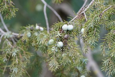 Juniperus macrocarpa, photographed by WATANABE Hitoshi 渡辺仁