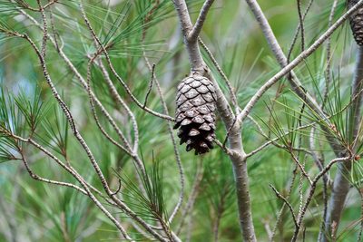 Pinus halepensis, photographed by WATANABE Hitoshi 渡辺仁