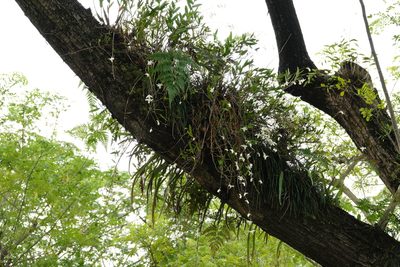 Dendrobium crumenatum, photographed by Cheongweei Gan