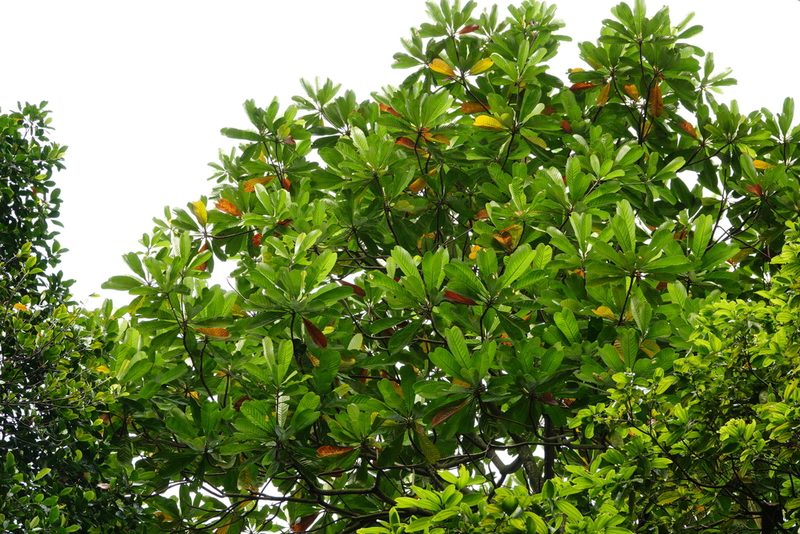 Campnosperma auriculatum, photographed by Cheongweei Gan
