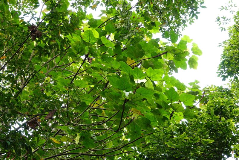 Macaranga gigantea, photographed by Cheongweei Gan