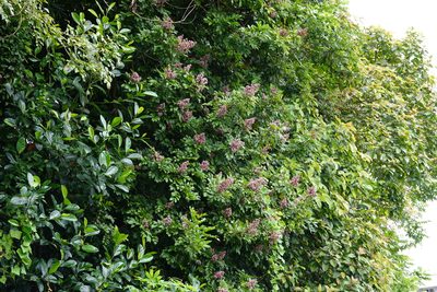 Andira inermis, photographed by Cheongweei Gan