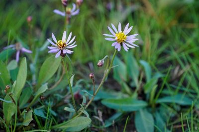 Tripolium pannonicum, photographed by WATANABE Hitoshi 渡辺仁