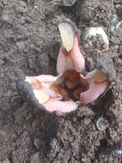 Hydnora abyssinica, photographed by Noeleen du Toit